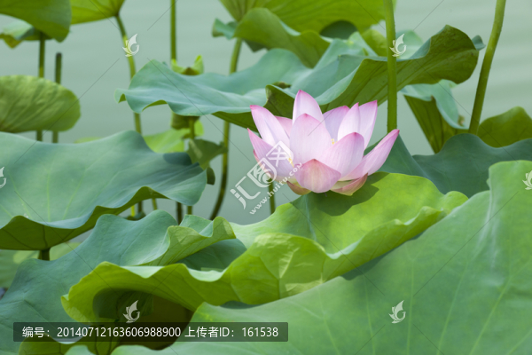 一朵荷花