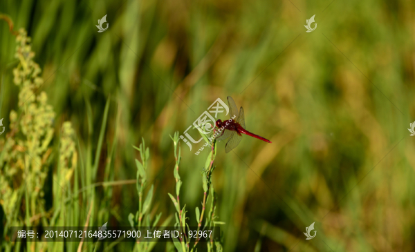 紅蜻蜓
