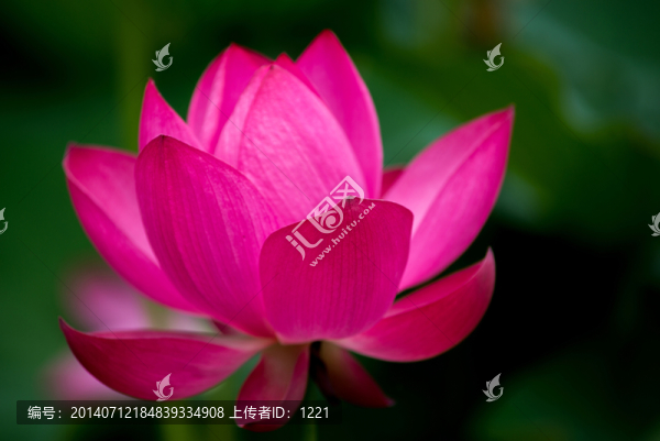 荷