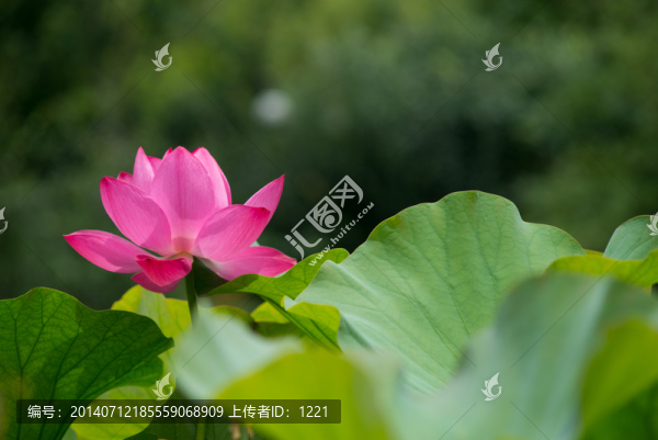 風(fēng)韻荷香