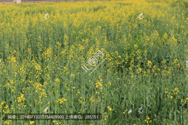 油菜花