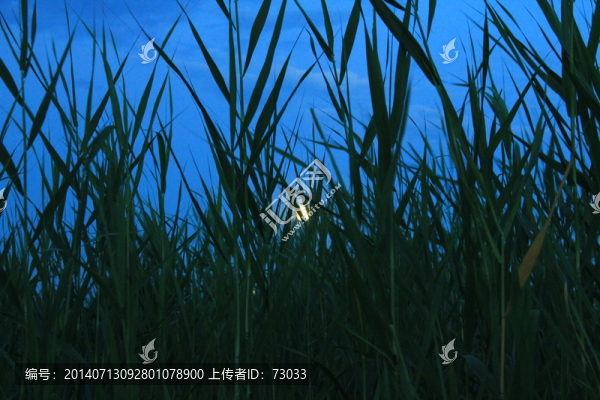 月亮,,蘆葦,,夜景