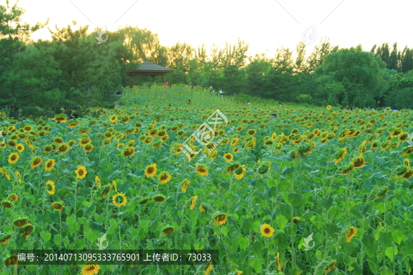 小向日葵,向日葵,向日葵花