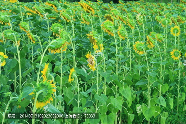 葵花,,葵花園,,葵花地