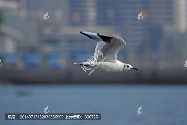 海鷗飛翔奧帆中心