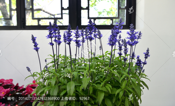 薰衣草