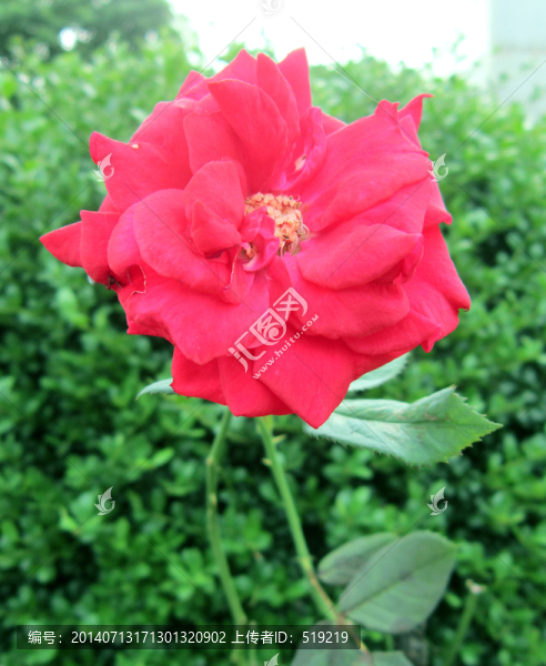 月季花