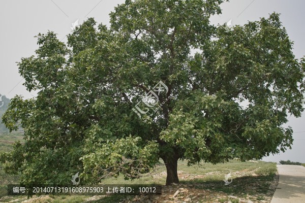核桃樹(shù)