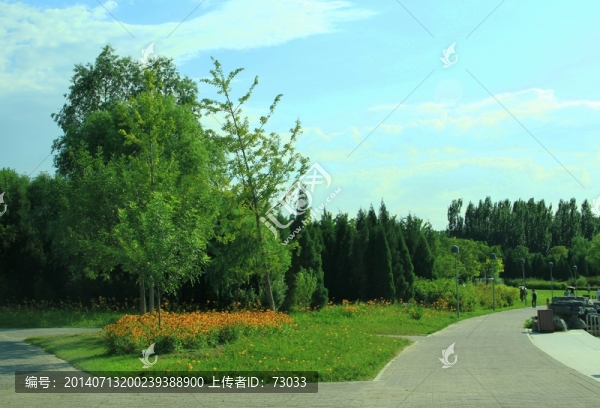 樹(shù)林,草地,,藍(lán)天,白云