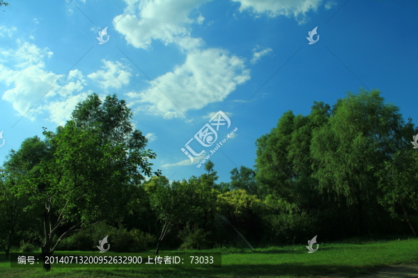 樹林,草地,,藍天,白云