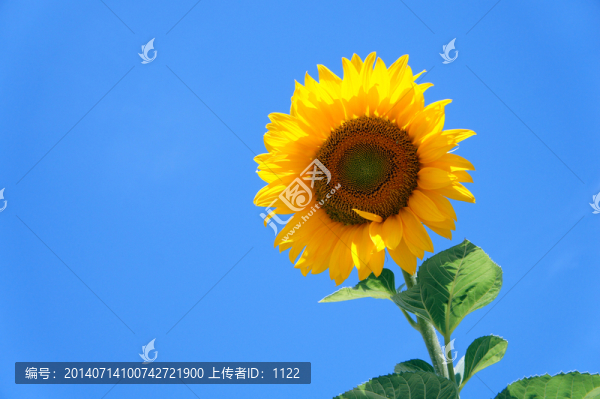 向日葵