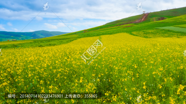 青海油菜花