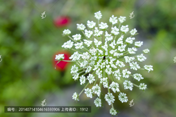 野花