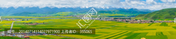 青海油菜花