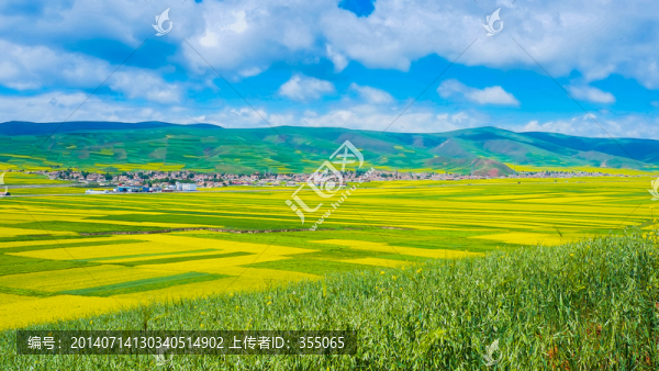 青海油菜花