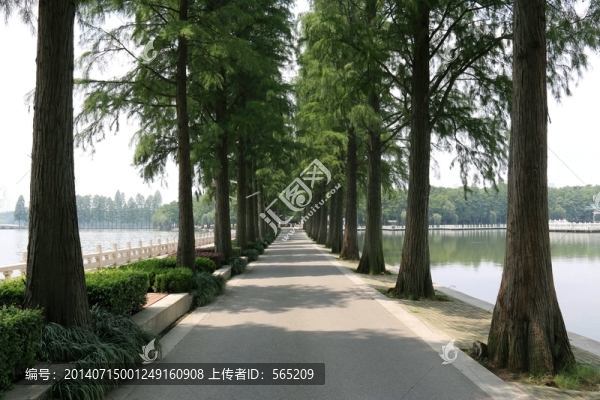湖邊林蔭道