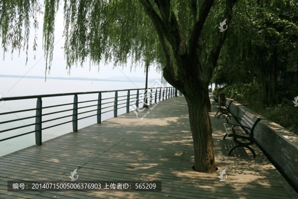 湖邊林蔭道