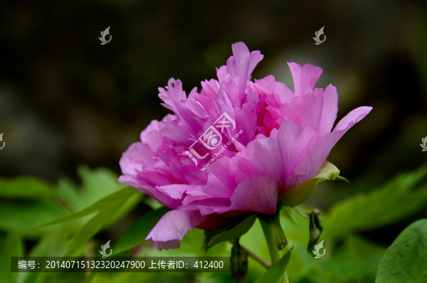 牡丹