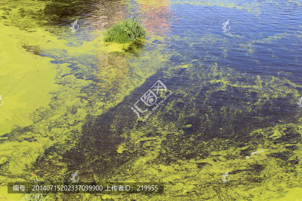 富營養(yǎng)化水體