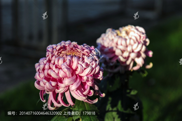 秋菊