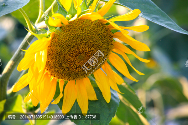 向日葵