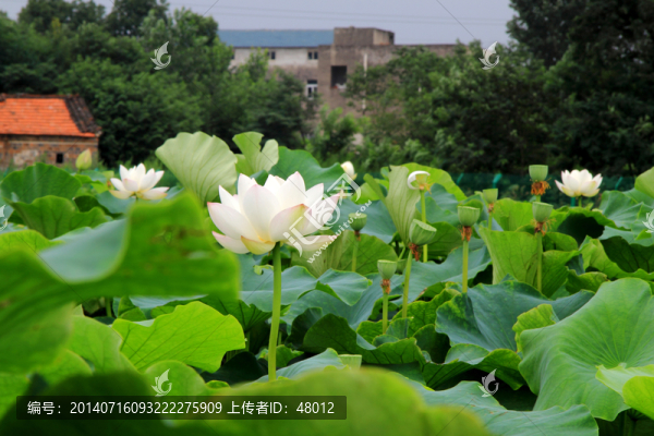 荷花深處有人家