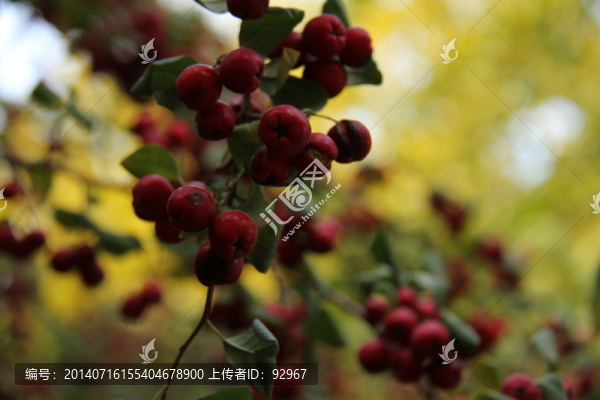 山楂