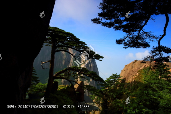黃山松