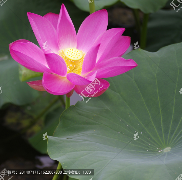 荷葉紅花