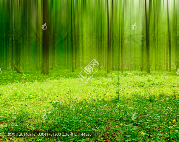 樹林