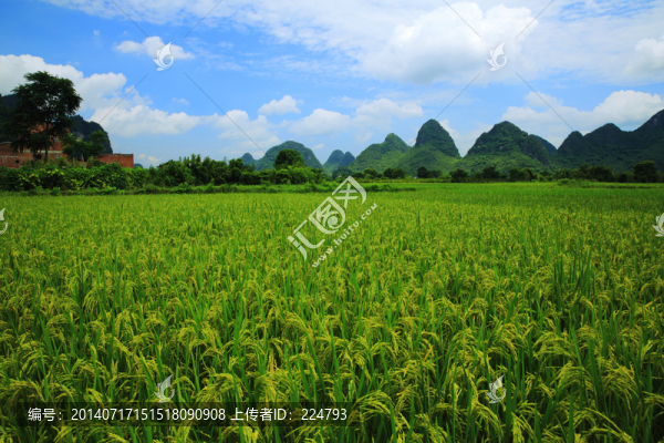 美麗的稻田