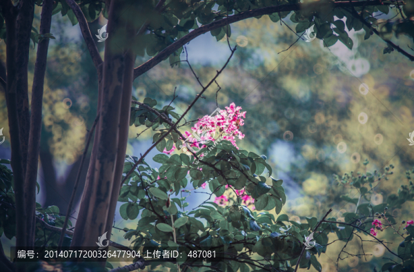 紫薇花