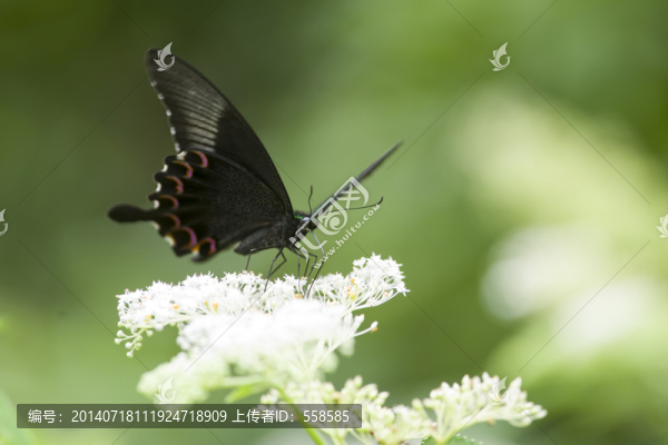 訪花的巴黎翠鳳蝶