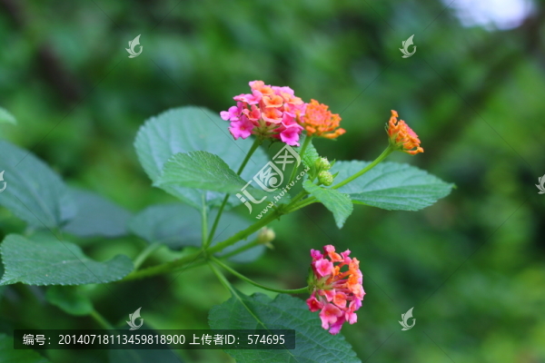 花
