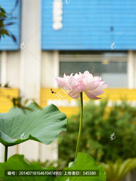 蜂荷唱