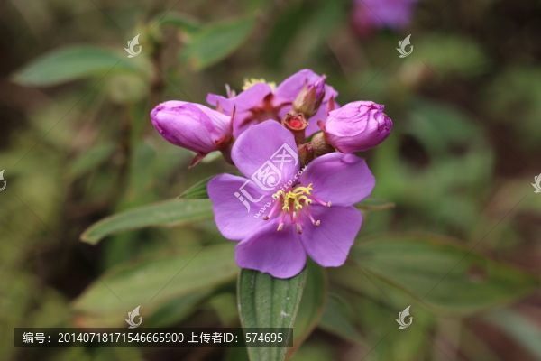 花