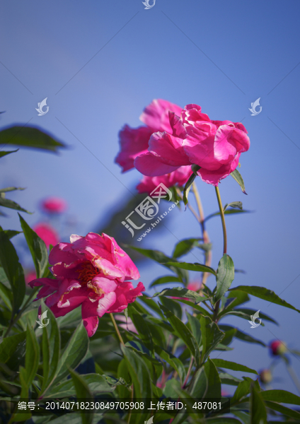 芍藥花