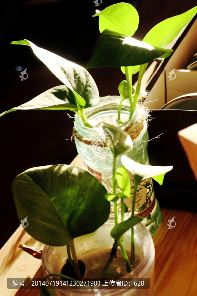 花培