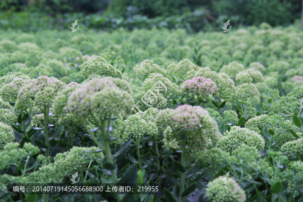綠植,花草,草科,八寶景天