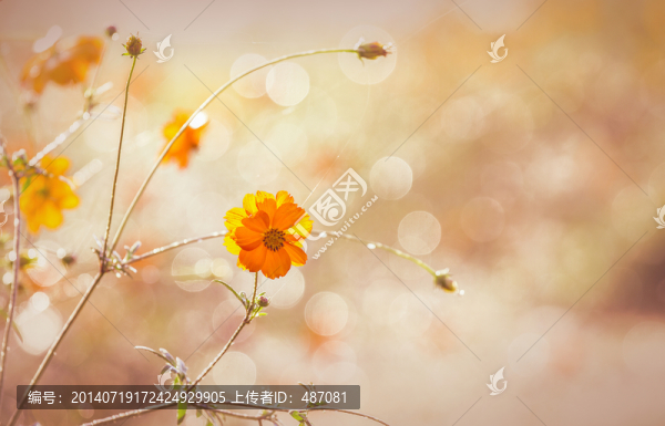 格桑花