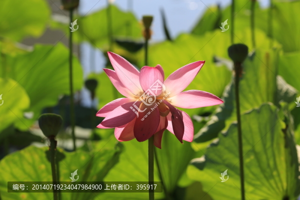 荷花