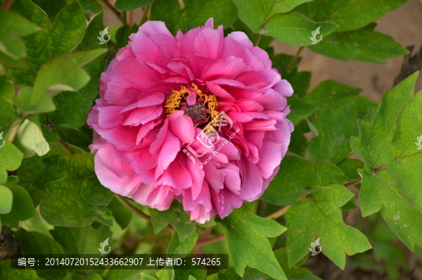 牡丹花
