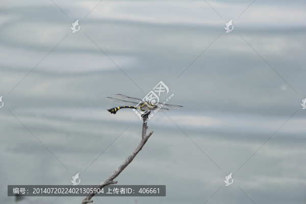 蜻蜓