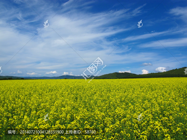 油菜花開(kāi)
