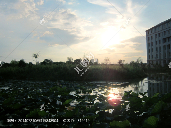 夕陽(yáng)下的荷塘