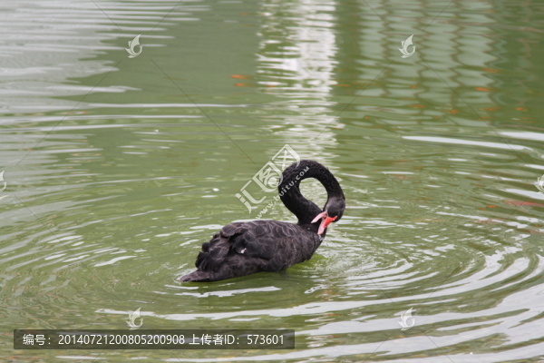 黑天鵝戲水