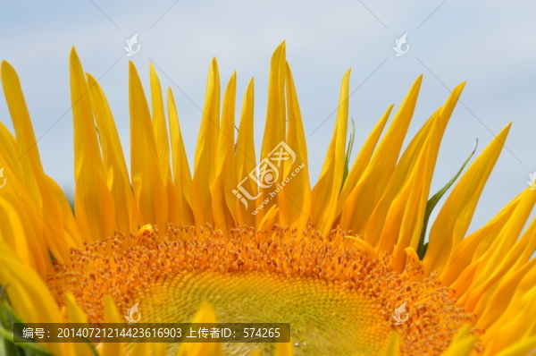 向日葵花瓣