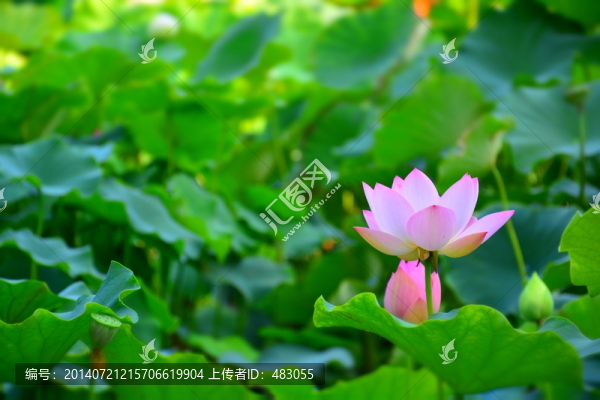 古漪園荷花