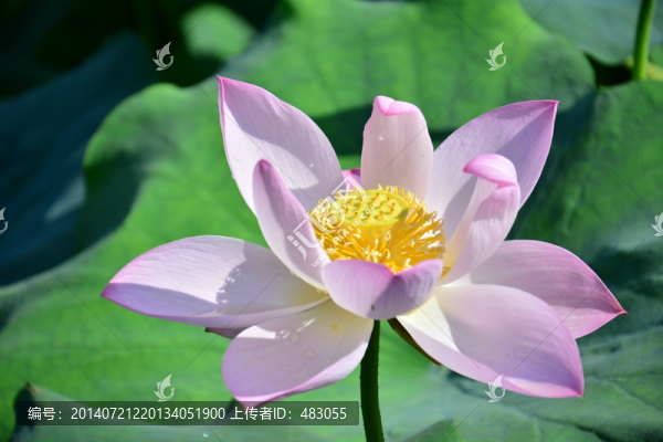 古漪園荷花