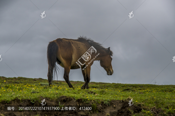 馬